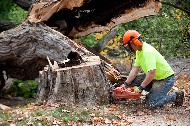 Professional Tree Care  in Marin City, CA